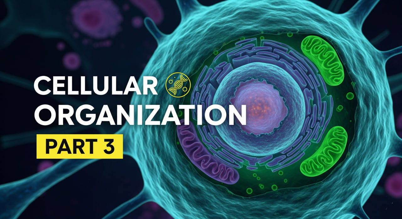 Cellular Organization Part 3