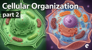 Cellular Organization part 2